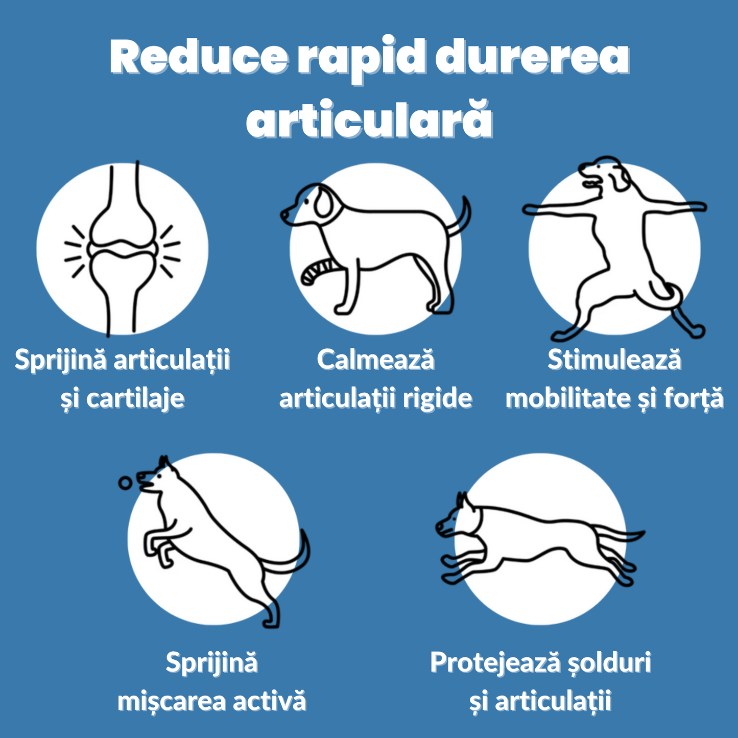 suplimente câini, suplimente naturale câini, articulații câini, calmant câini, sănătate câini, PufiVital